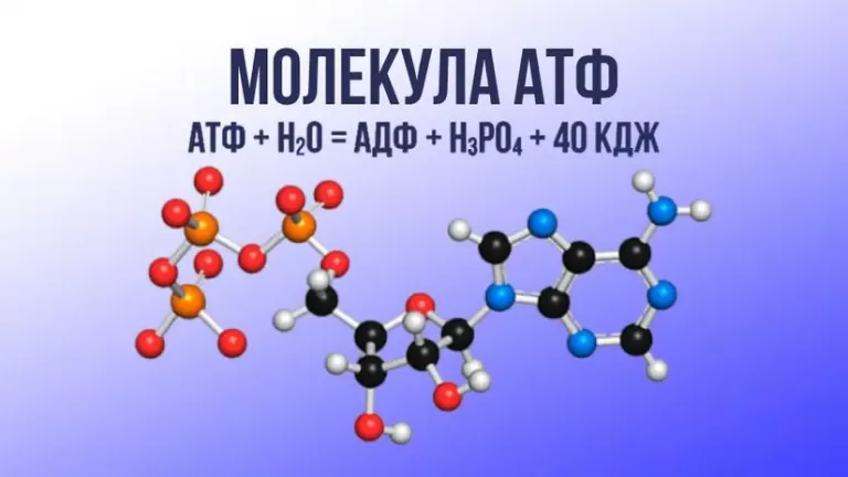 Формула молекулы АТФ